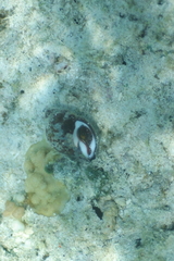Latirolagena smaragdulus