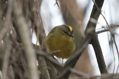 Myiothlypis bivittata