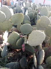 Opuntia