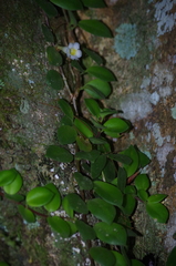Codonanthopsis