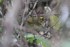 Myiothlypis bivittata