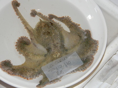 Octopus bimaculoides image