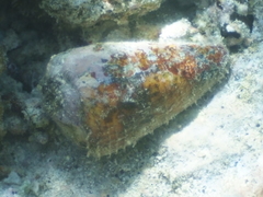 Conus miles image