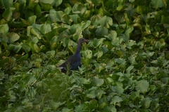 Porphyrio poliocephalus