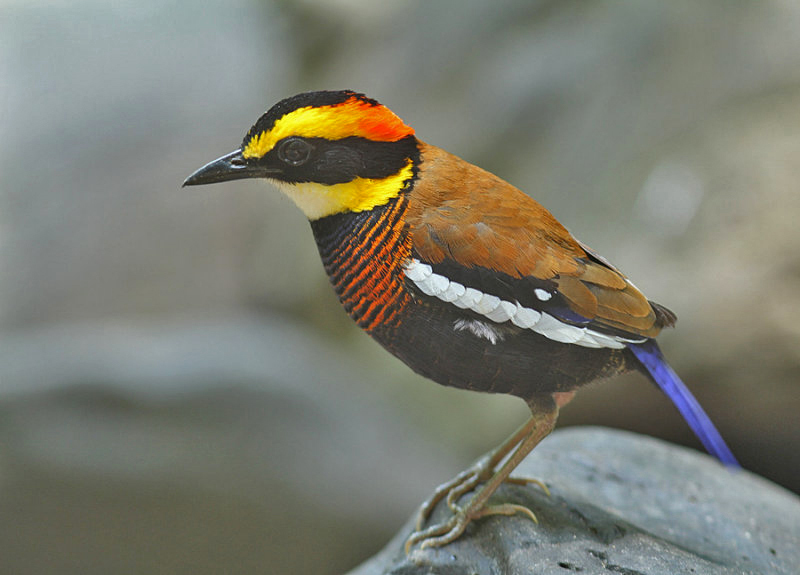 Malayan Banded-Pitta photo