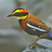Malayan Banded Pitta - Photo (c) Peter Ericsson, some rights reserved (CC BY-NC), uploaded by Peter Ericsson