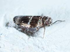 Catonia texana