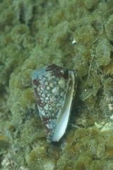 Conus marmoreus