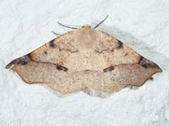 Caripeta triangulata