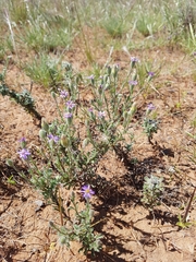 Vittadinia cuneata