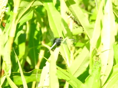 Erythrodiplax unimaculata