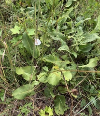 Silphium terebinthinaceum