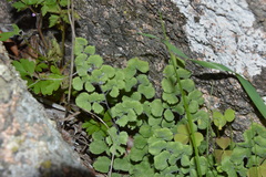 Adiantum chilense scabrum