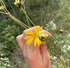 Silphium terebinthinaceum