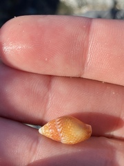 Pardalinops testudinaria