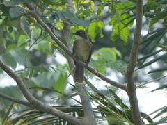 Chlorocichla simplex