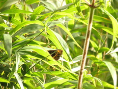 Pedaliodes phaea
