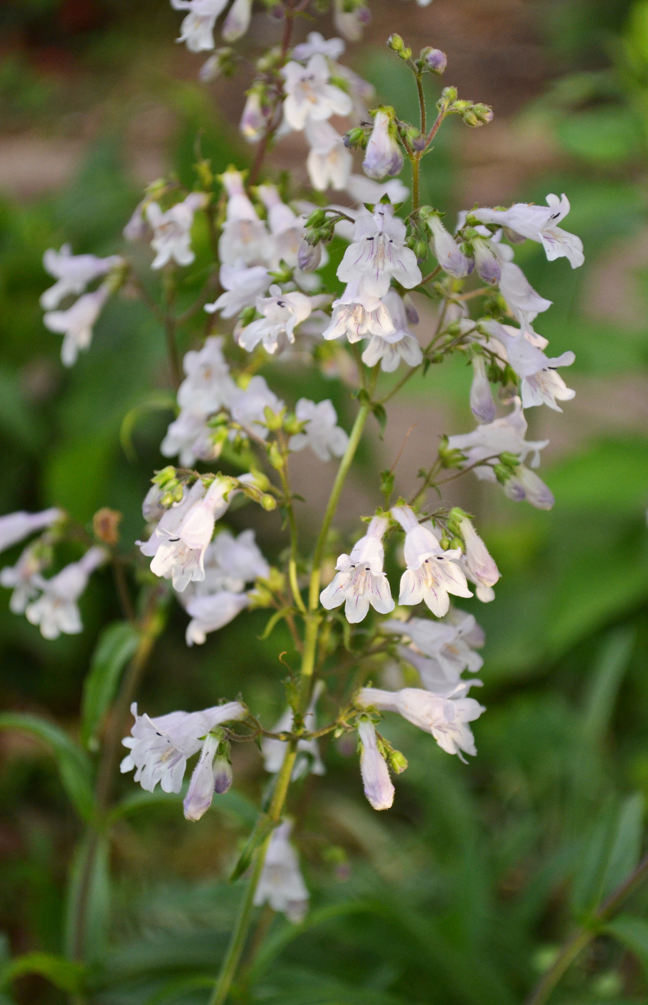 Penstemon arkansanus