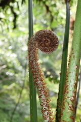 Alsophila firma