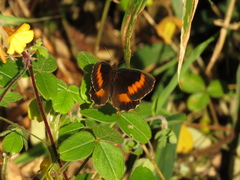 Pedaliodes phaea