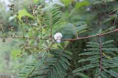 Acaciella angustissima