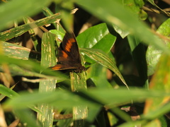 Pedaliodes phaea