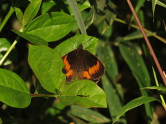 Pedaliodes phaea