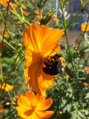 Xylocopa appendiculata circumvolans