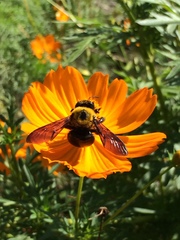 Xylocopa appendiculata circumvolans