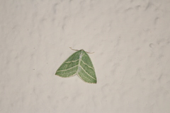 Synchlora bistriaria