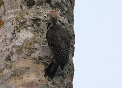 Melanerpes aurifrons