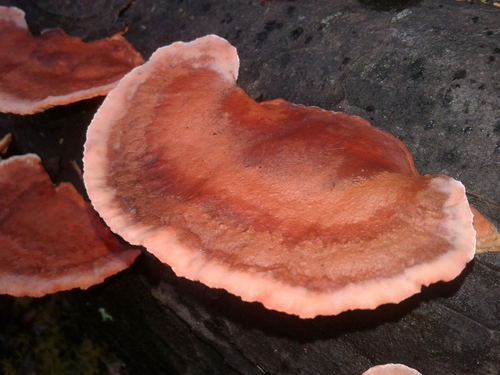 Southern Cinnabar Polypore