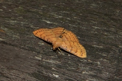 Homodes bracteigutta