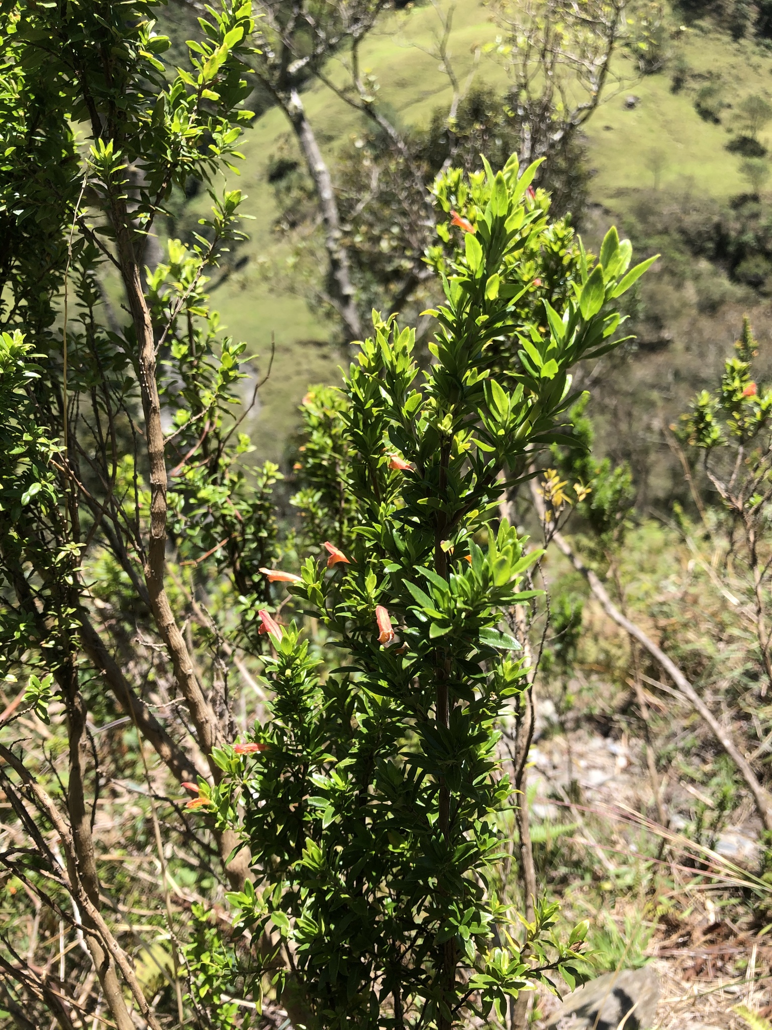 Clinopodium image