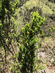 Clinopodium taxifolium image