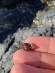 Pardalinops testudinaria