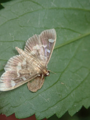 Herpetogramma luctuosalis