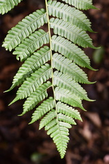 Alsophila firma