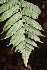 Alsophila firma