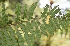 Alsophila firma