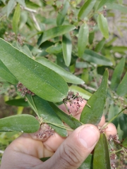 Smilax campestris