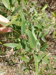 Smilax campestris