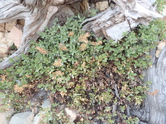 Penstemon davidsonii