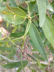 Smilax campestris