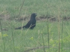 Crotophaga ani