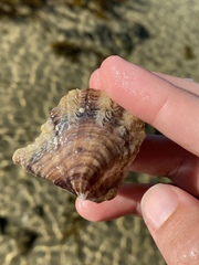 Pteriidae