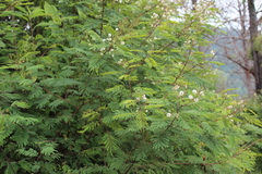 Acaciella angustissima