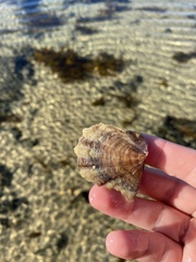 Pteriidae