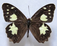 Oxeoschistus tauropolis tauropolis