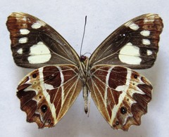 Oxeoschistus tauropolis tauropolis